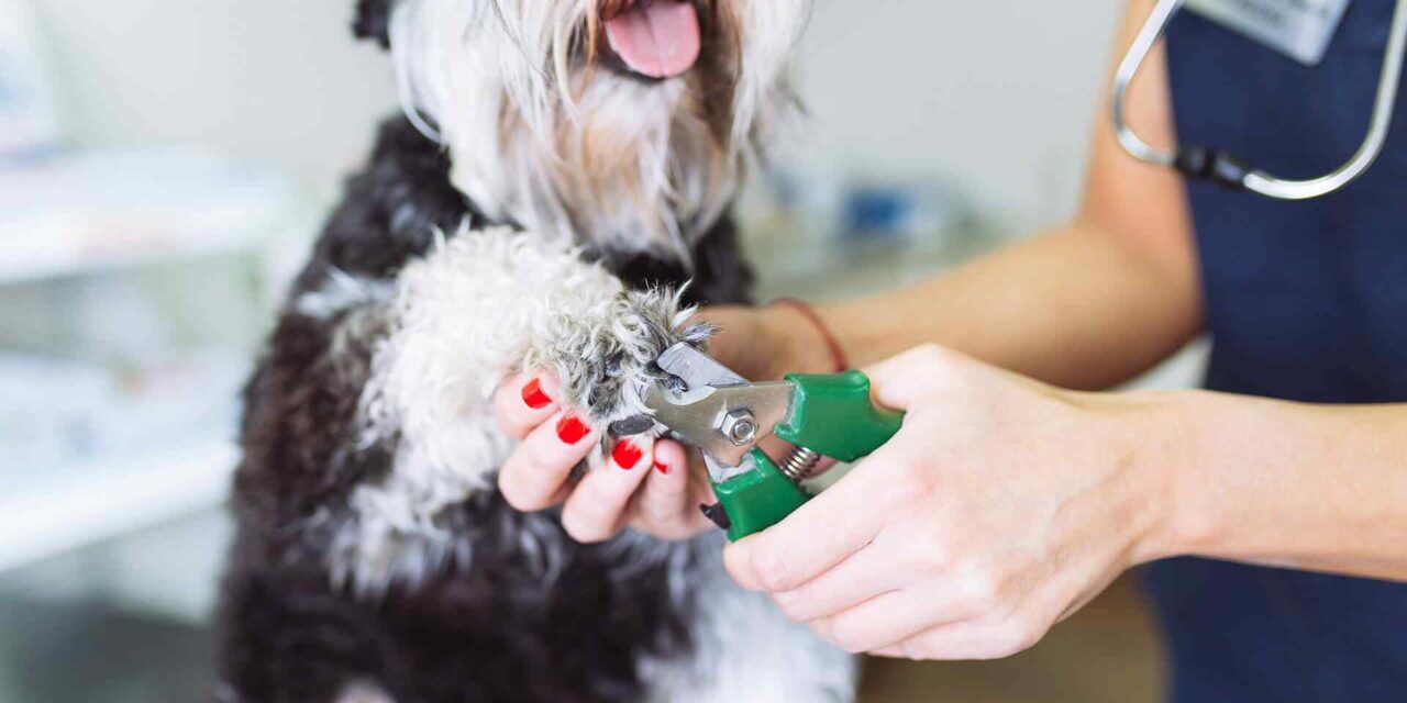 https://klip-n-k9s.com/wp-content/uploads/2018/09/post_01-1280x640.jpg
