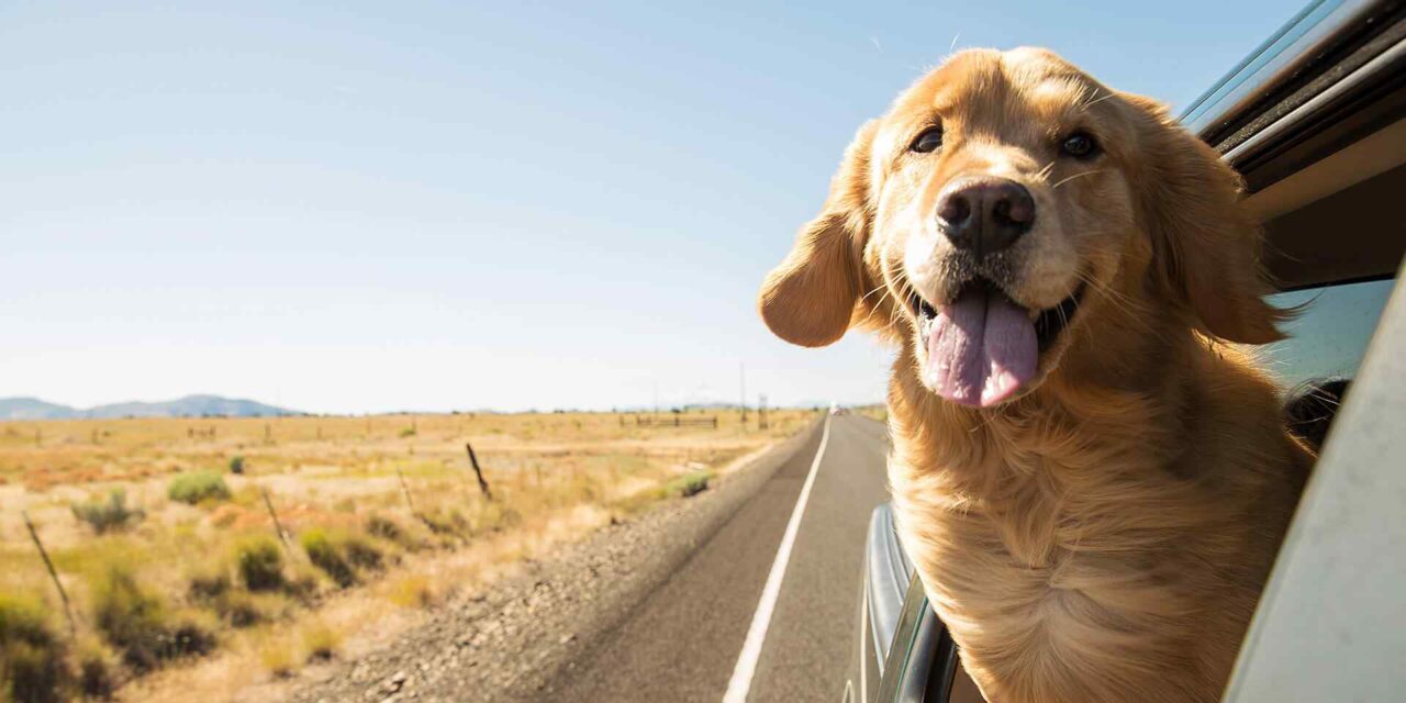 https://klip-n-k9s.com/wp-content/uploads/2019/07/post_11-1280x640.jpg